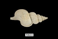 藏品(法螺)的圖片